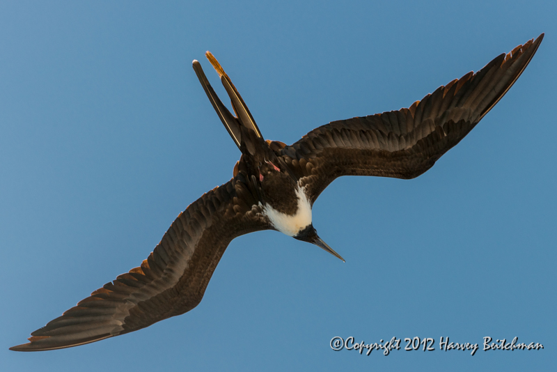 3828 Frigate bird in flight.jpg